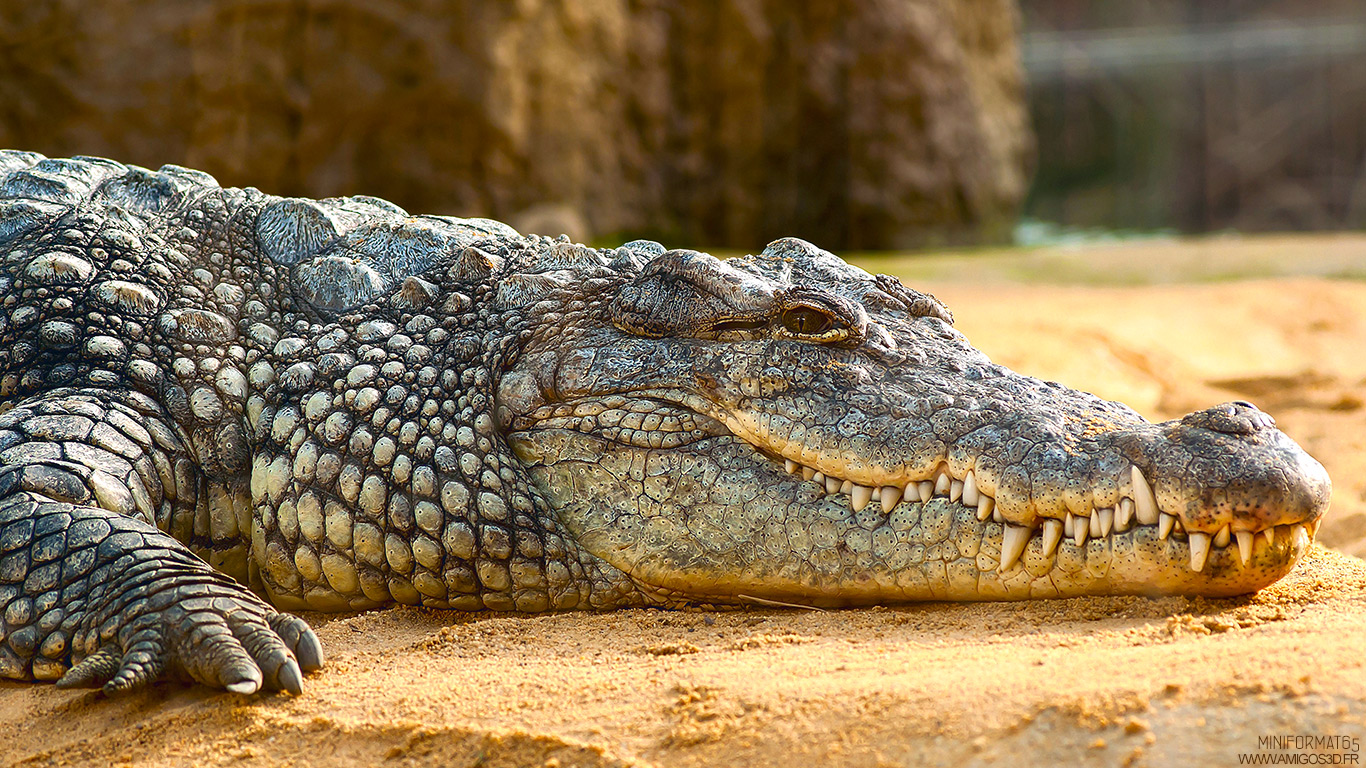 095-crocodile