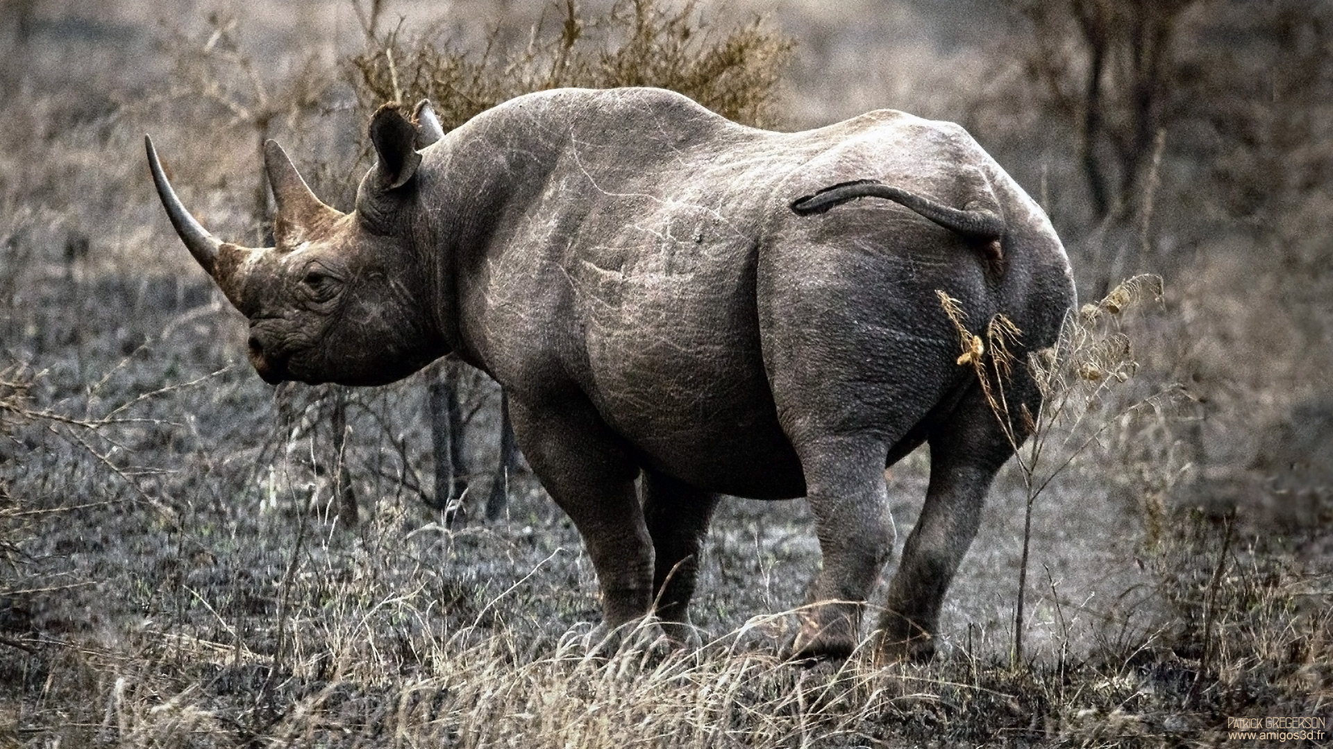 124-rhino
