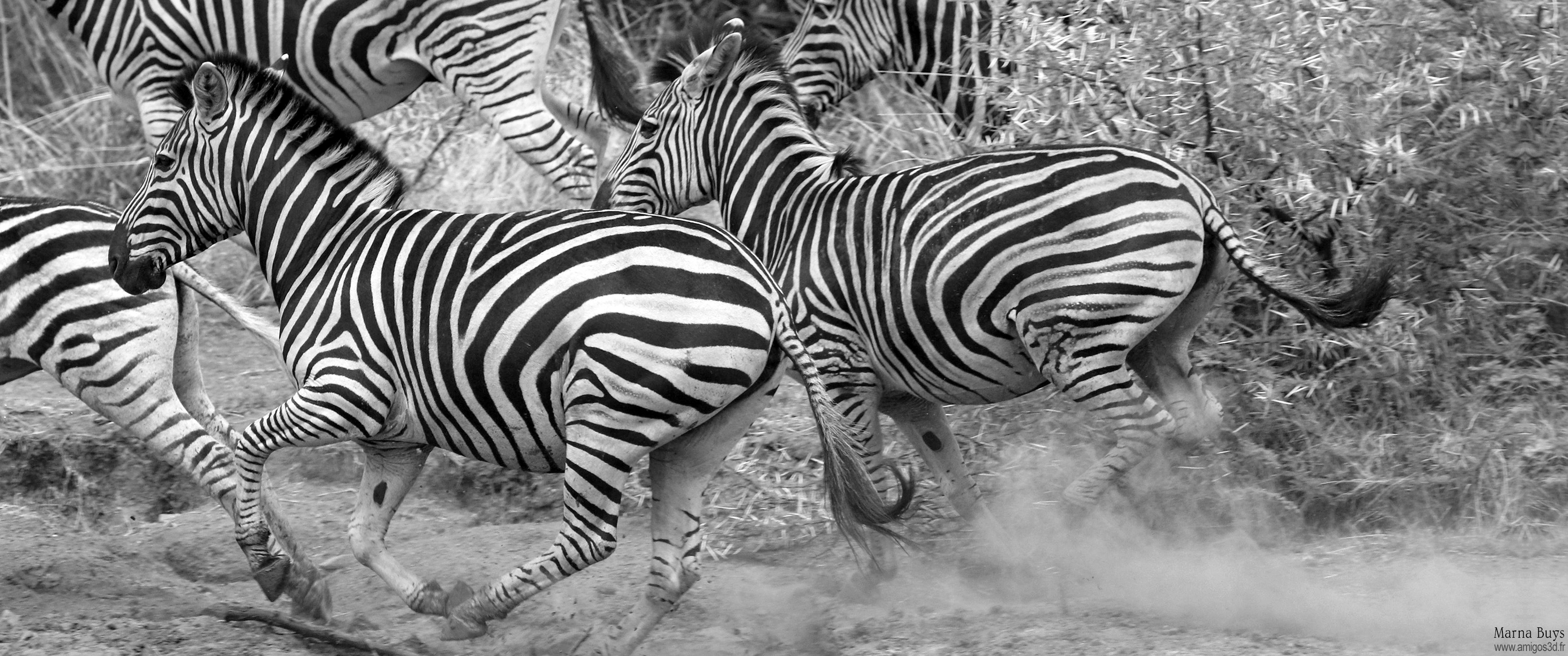 055-zebras