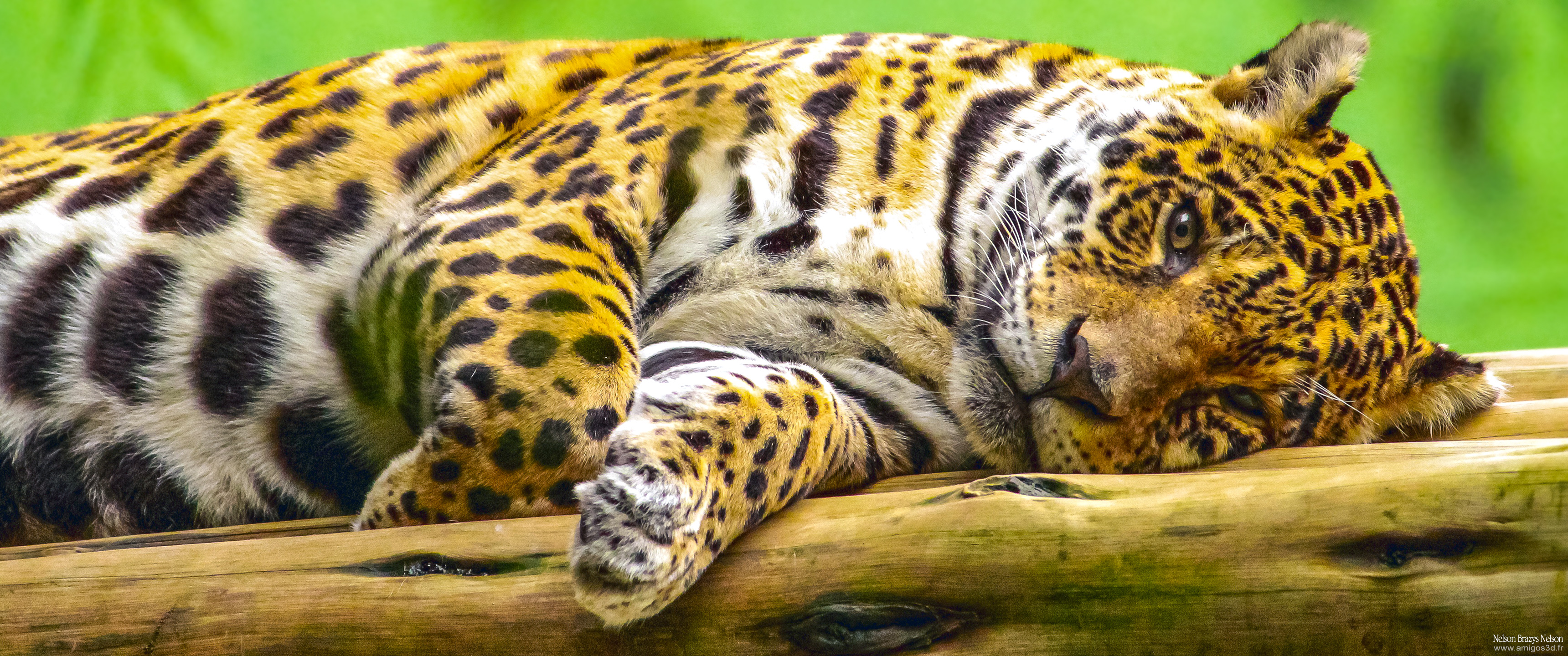 156-leopard