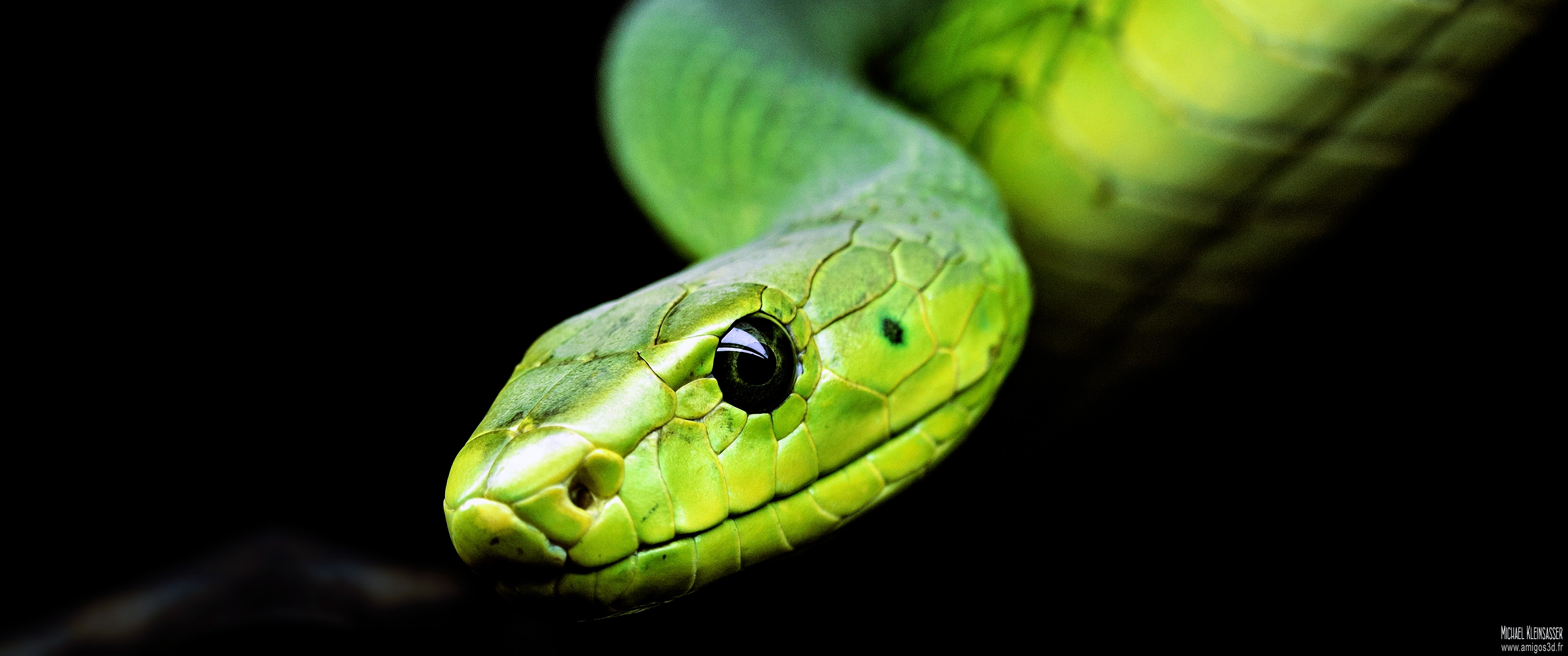 191-snake