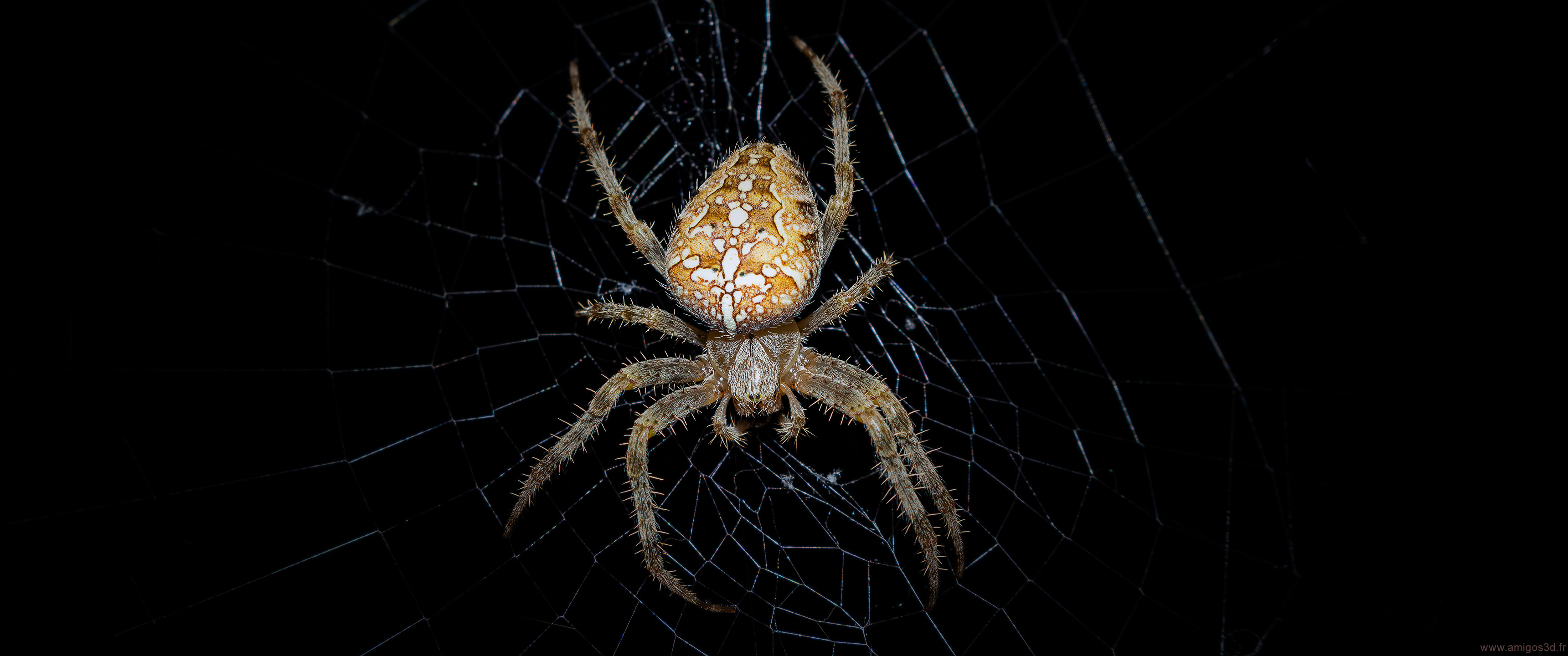 251-spider