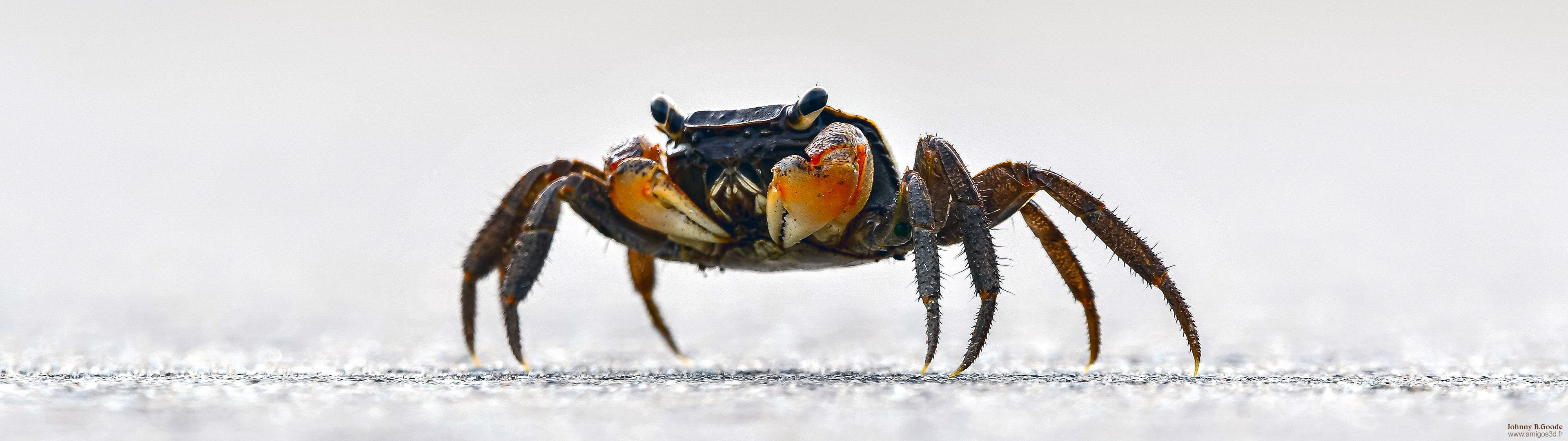 020-crab