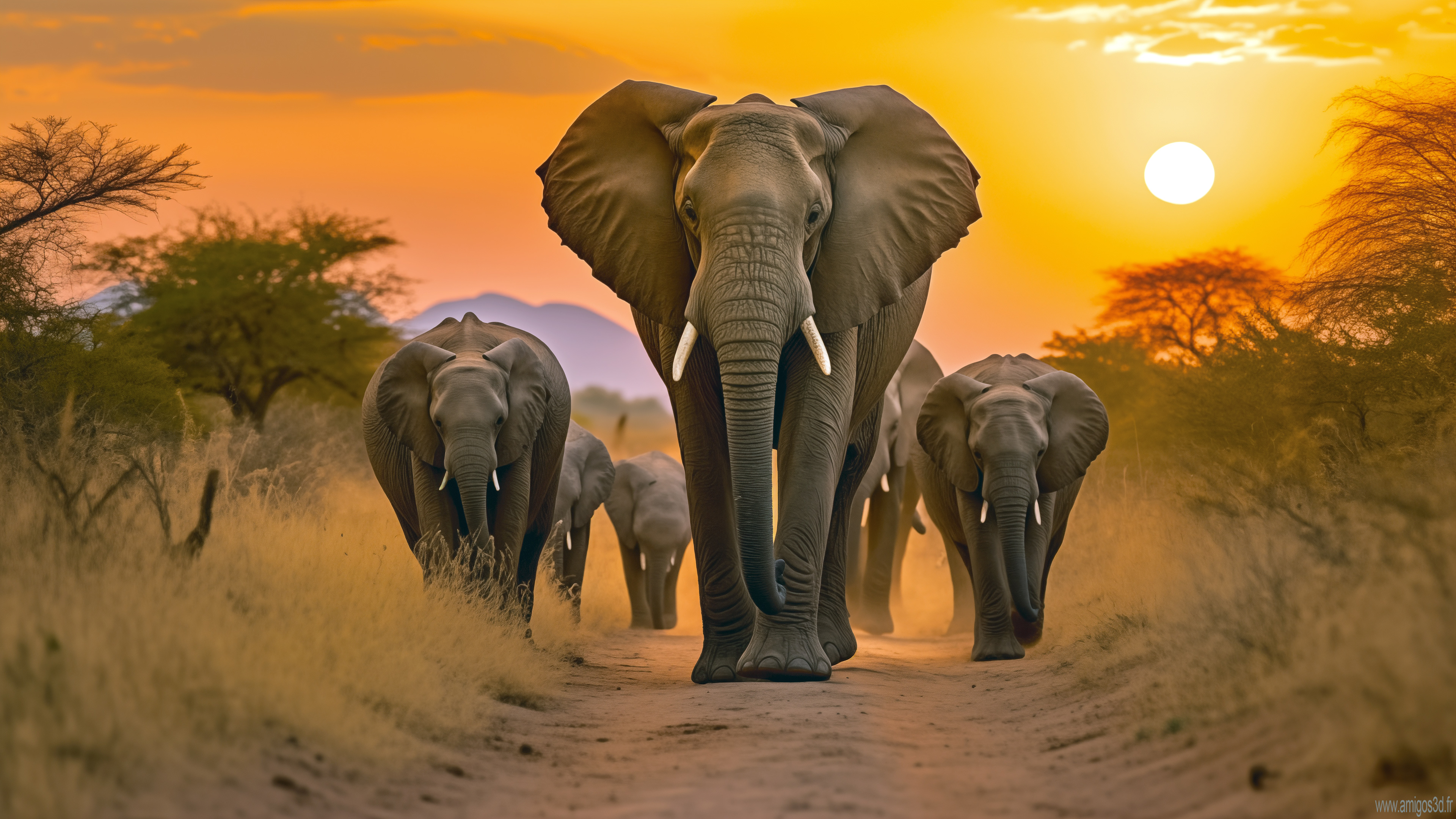 elephantsfamily
