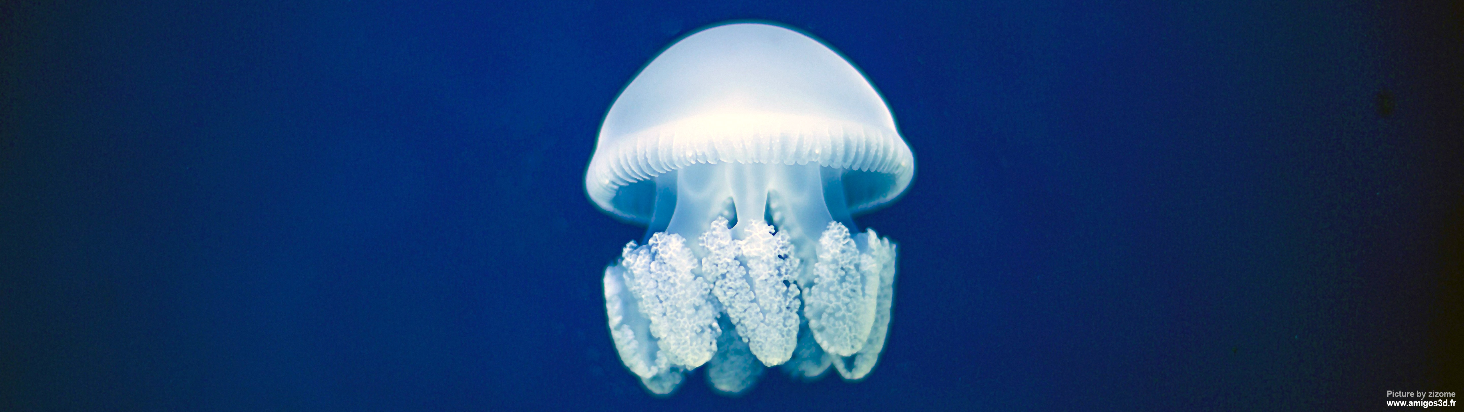 143-jellyfish