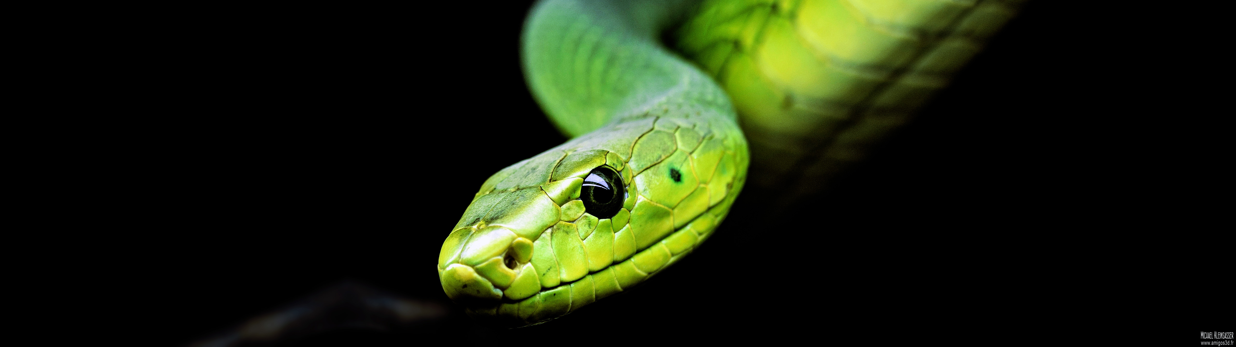 214-snake