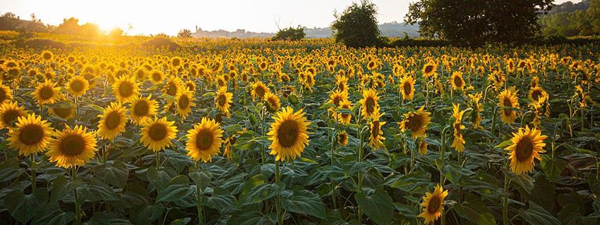 775-sunflowers
