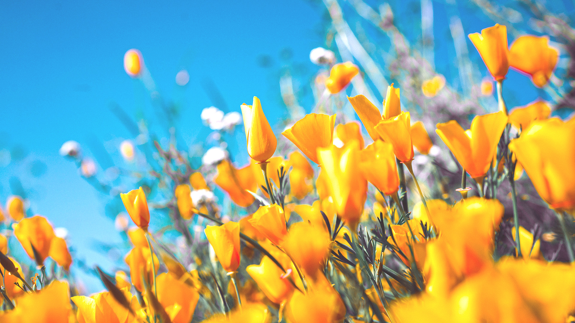 fond d'écran Yelloflowers 4K ultra HD