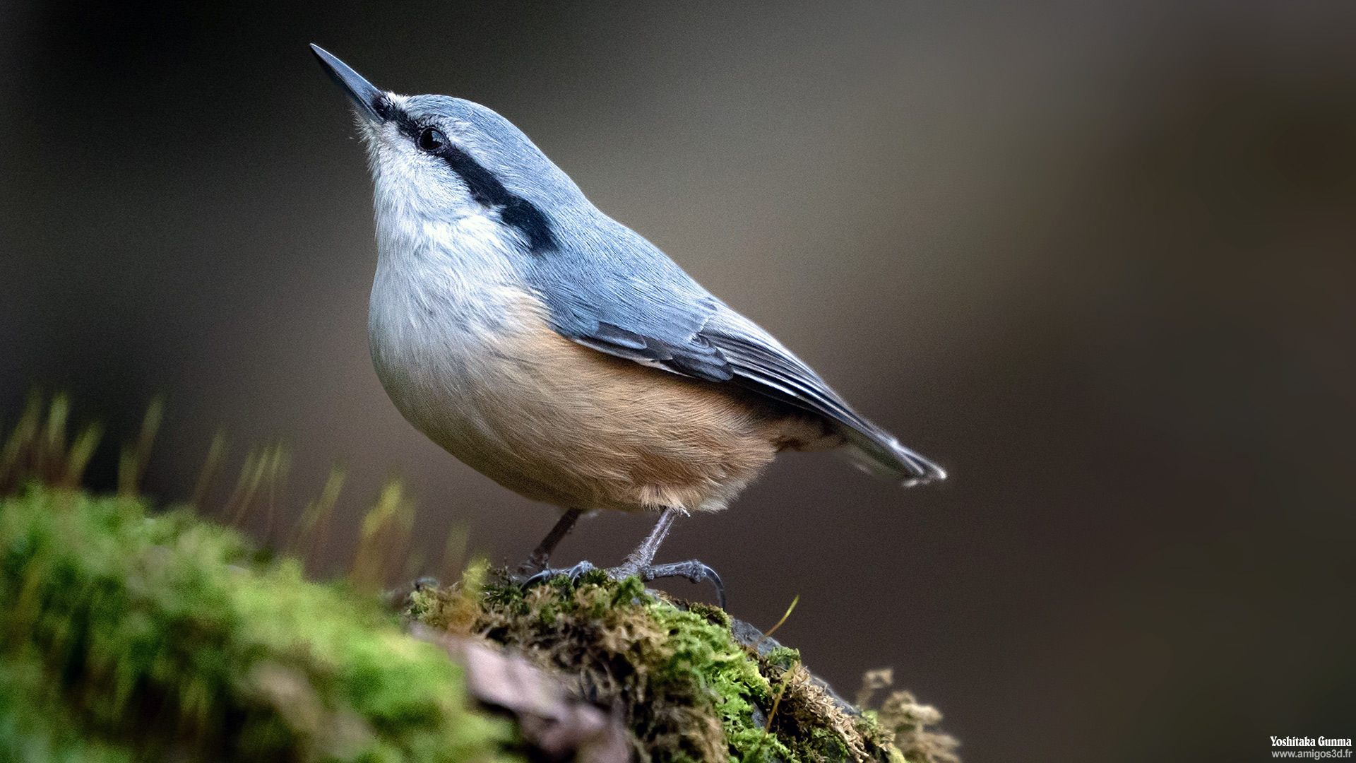 Bluebird