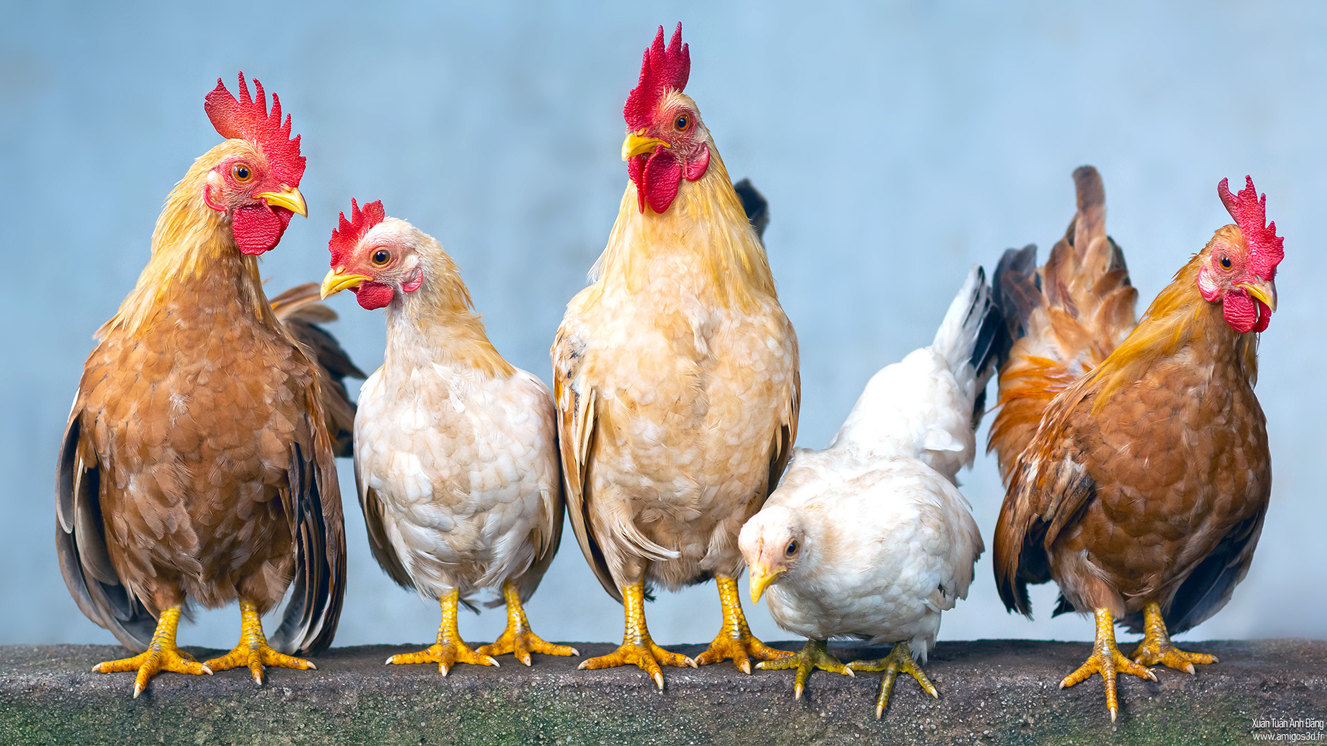 Chicken