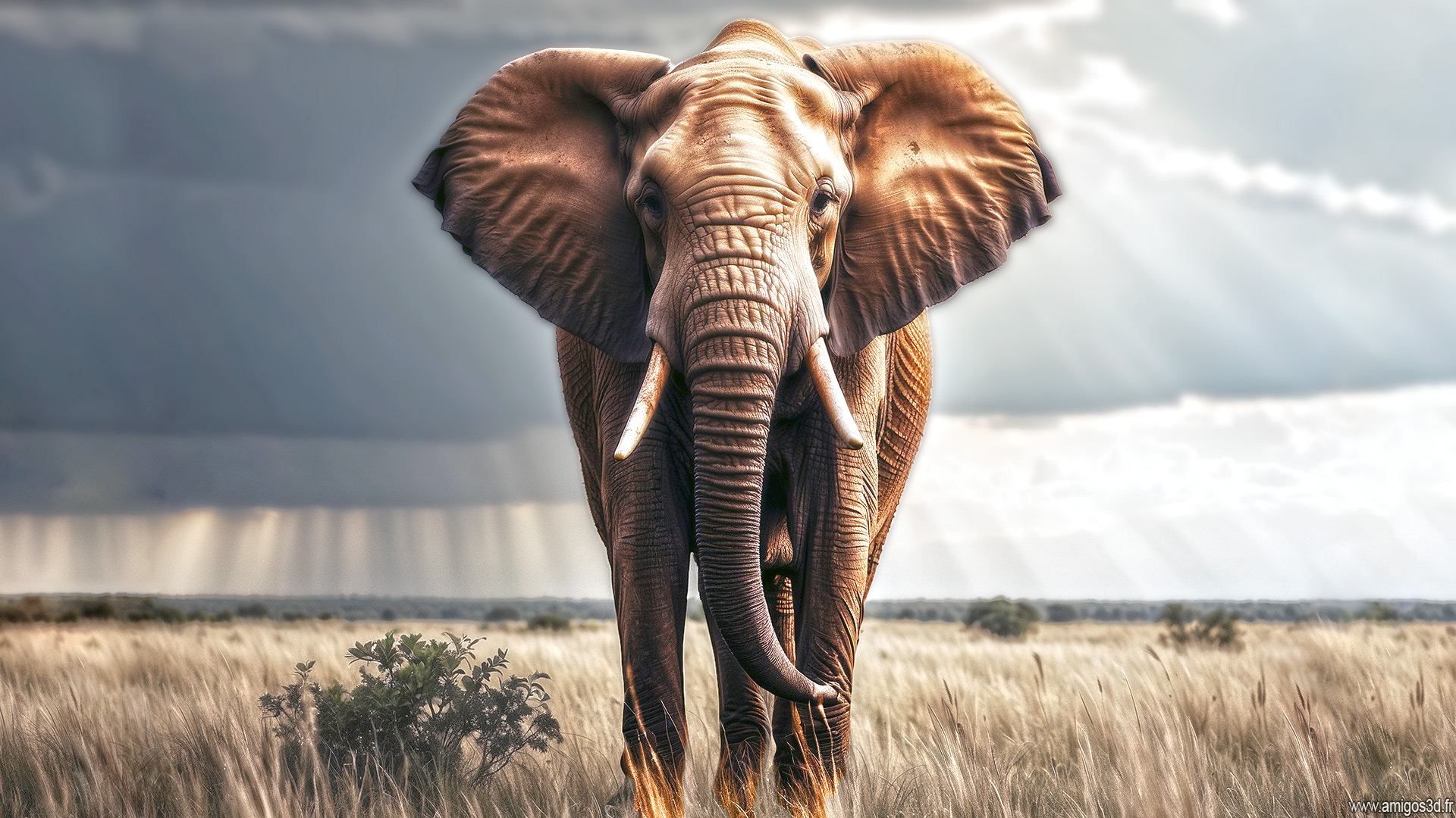 Elephant