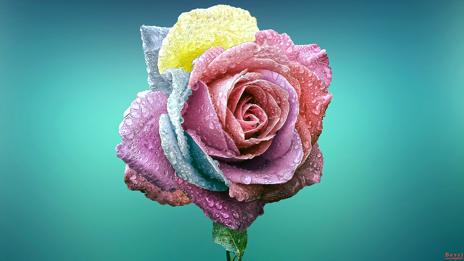 Rose