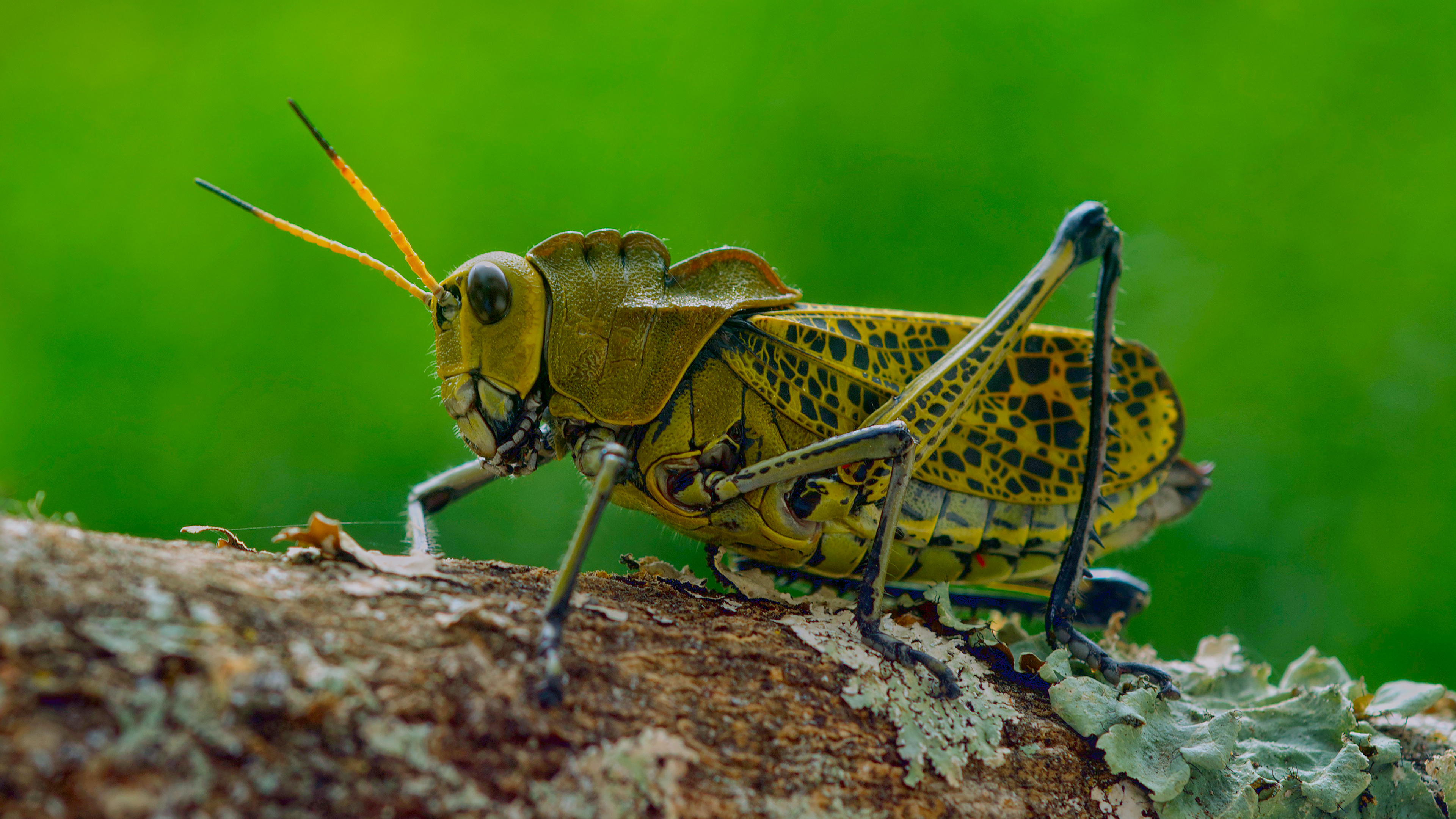 Grasshopper
