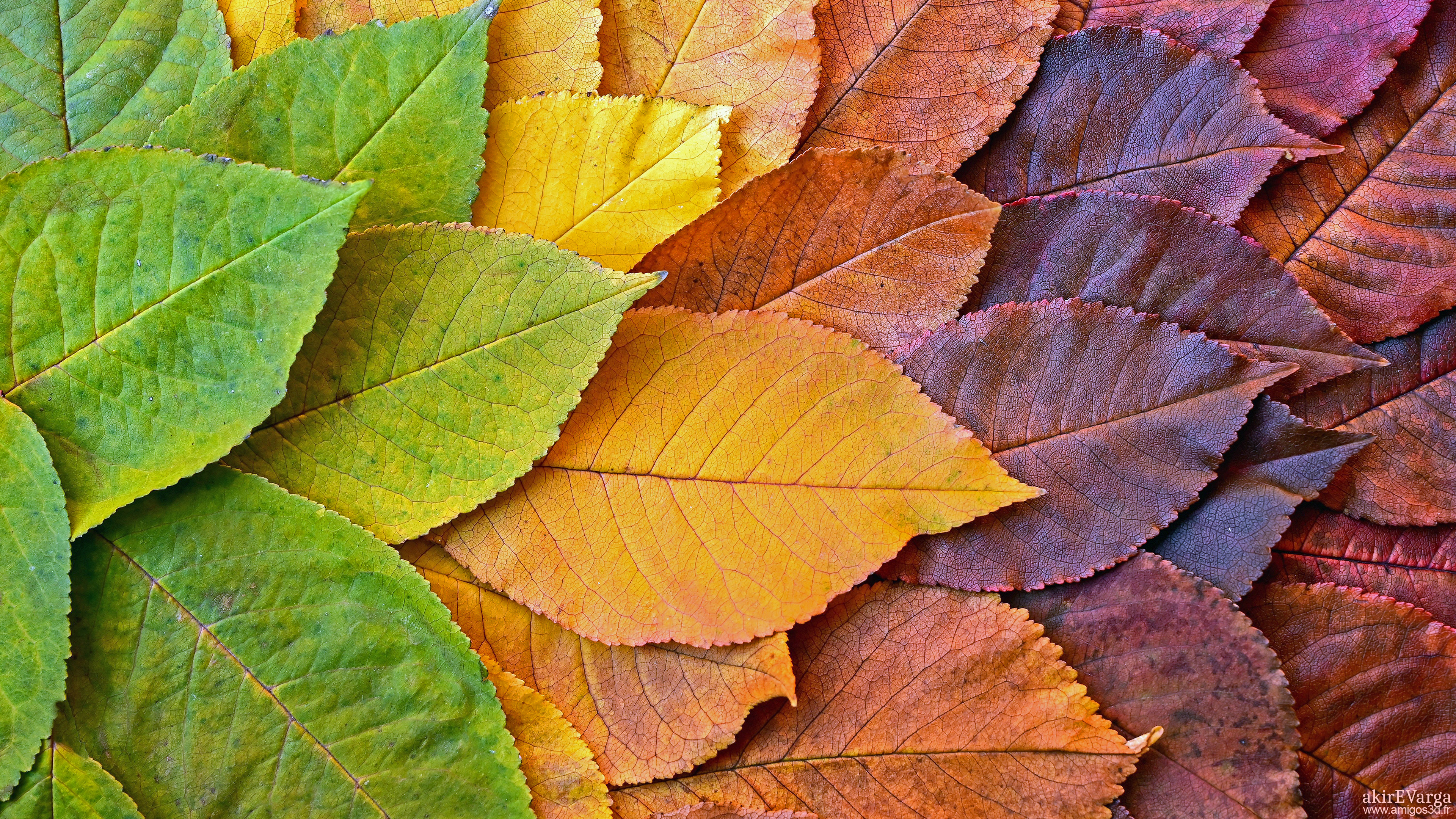Leaves2