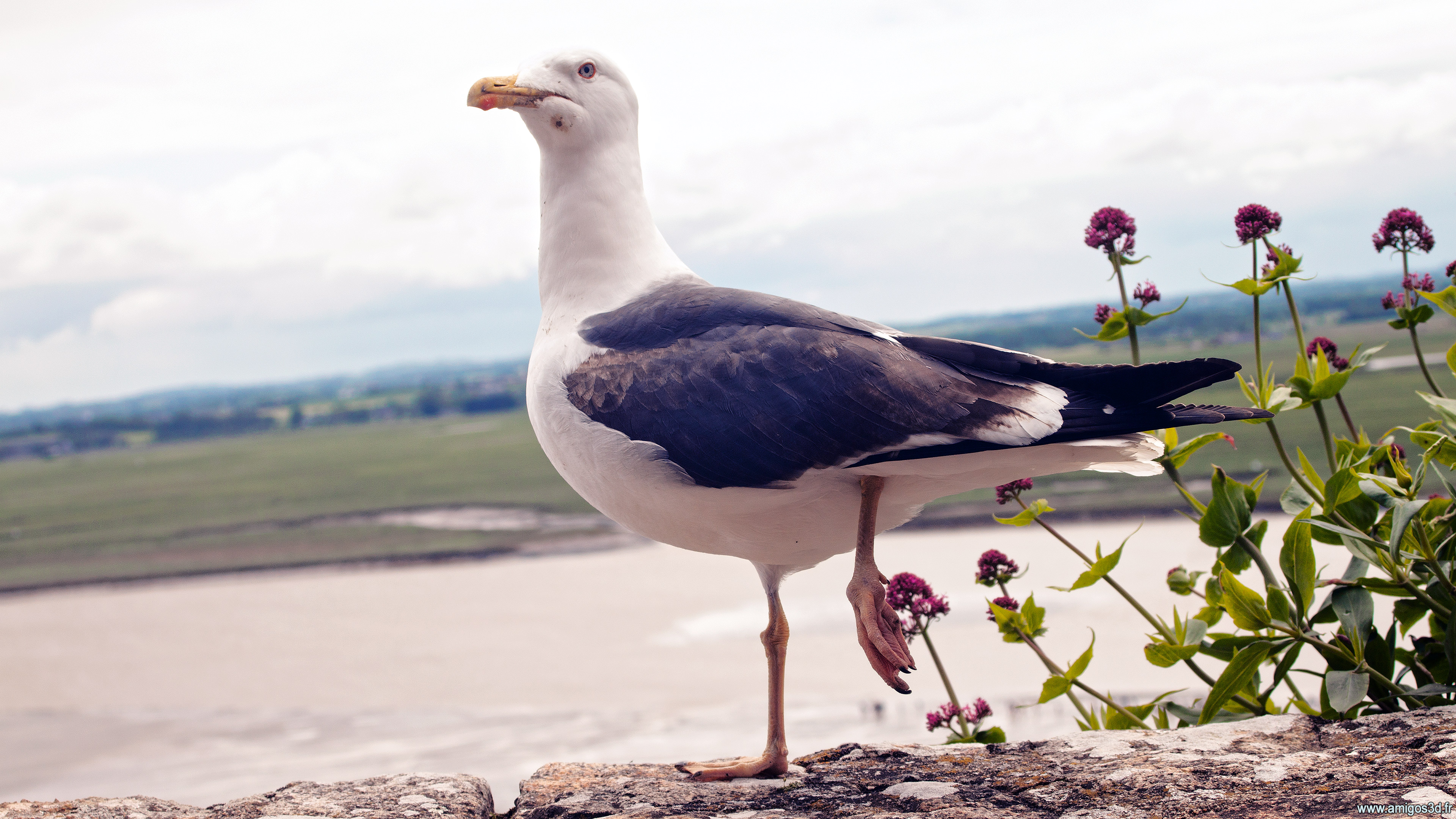 Mouette