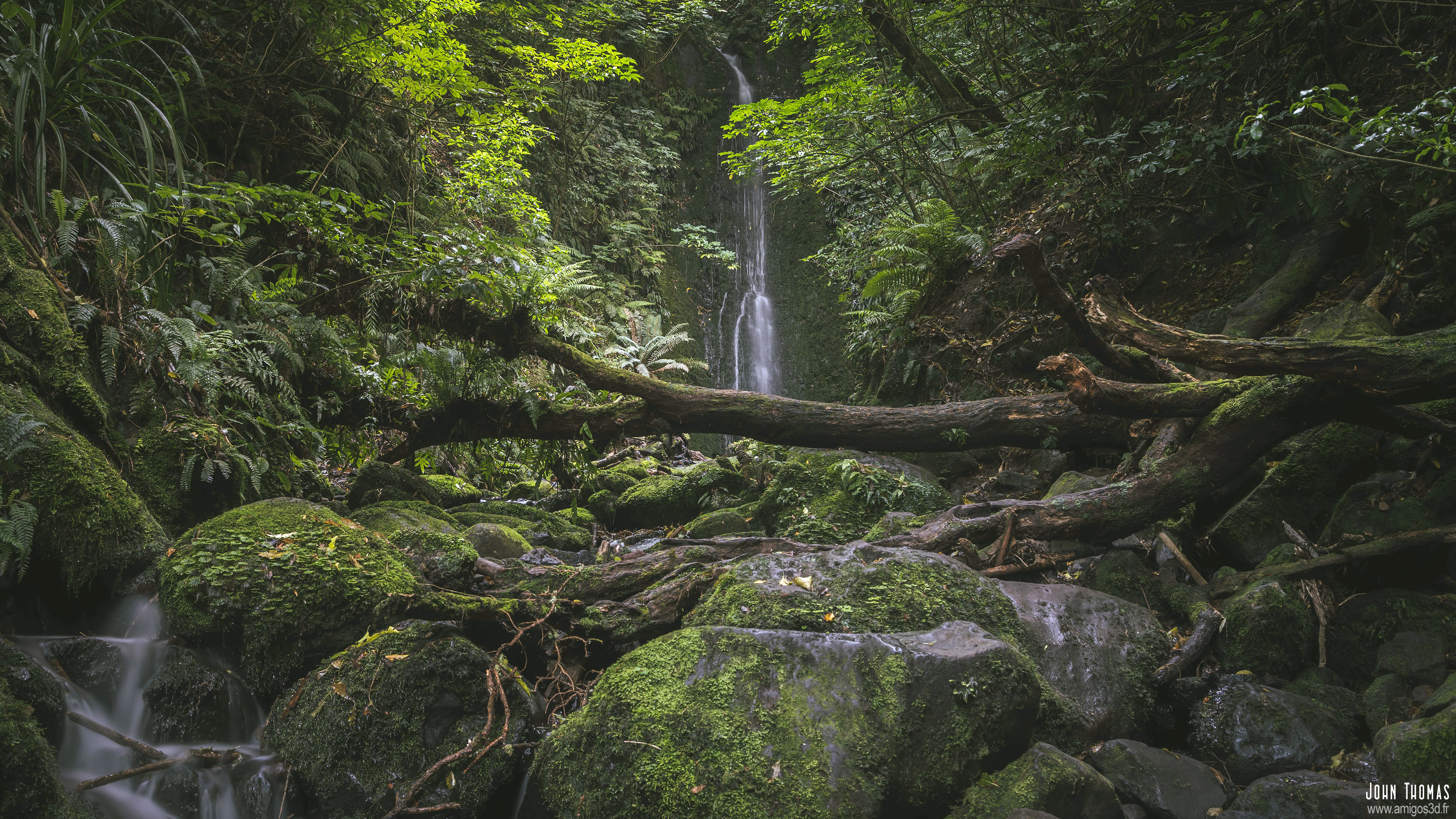 Wetforest