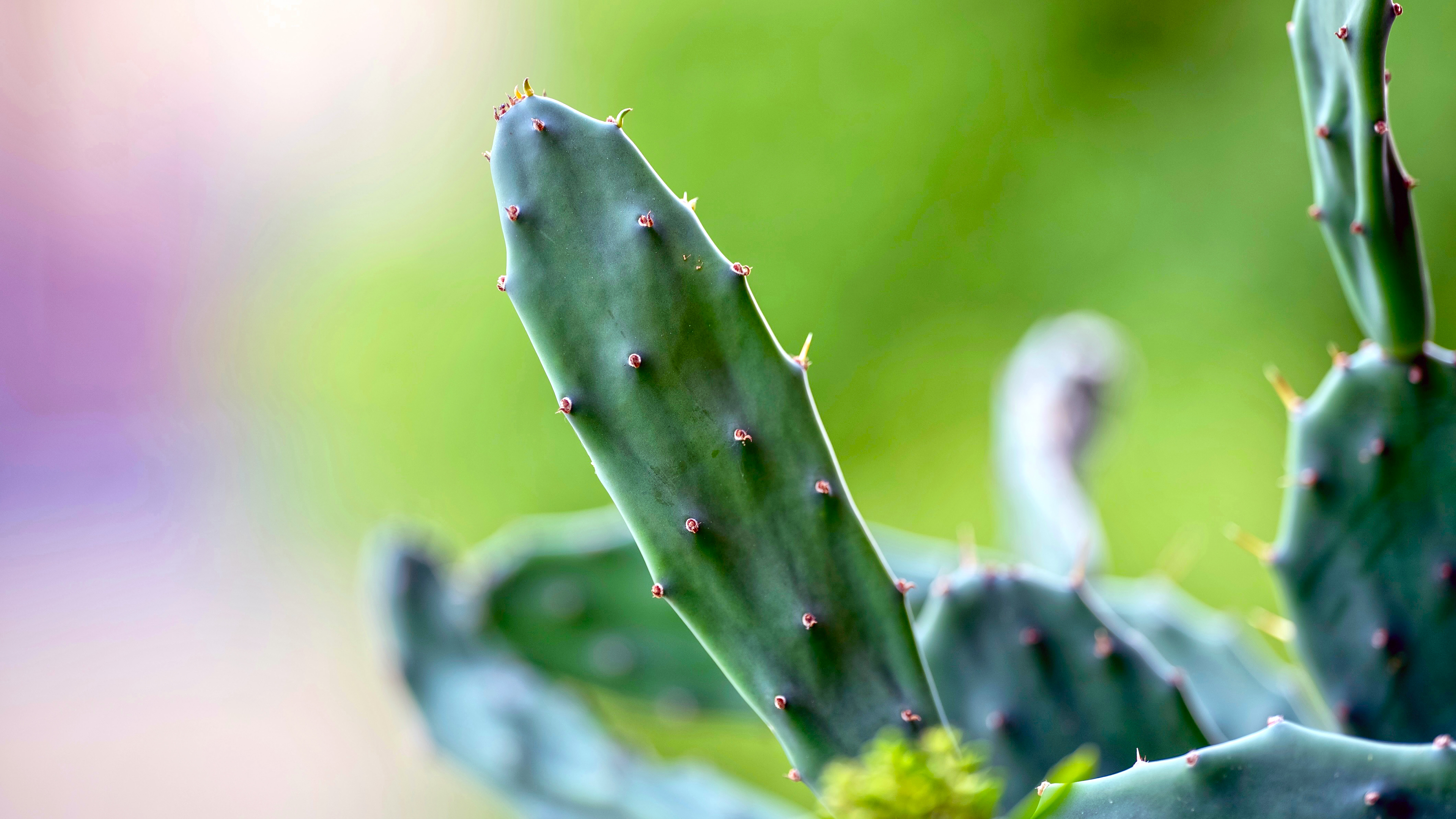 Cactusver