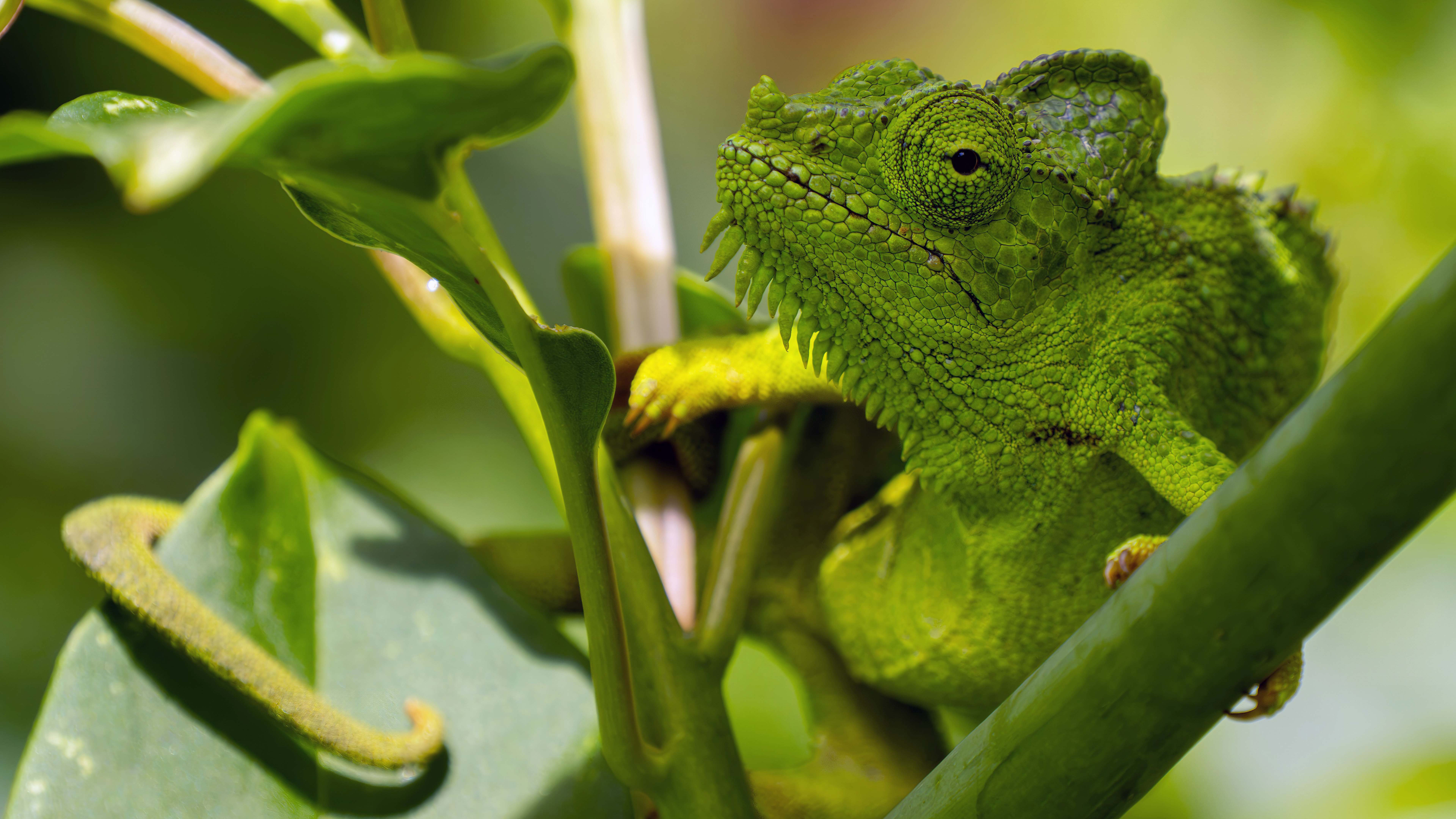 Green chameleon