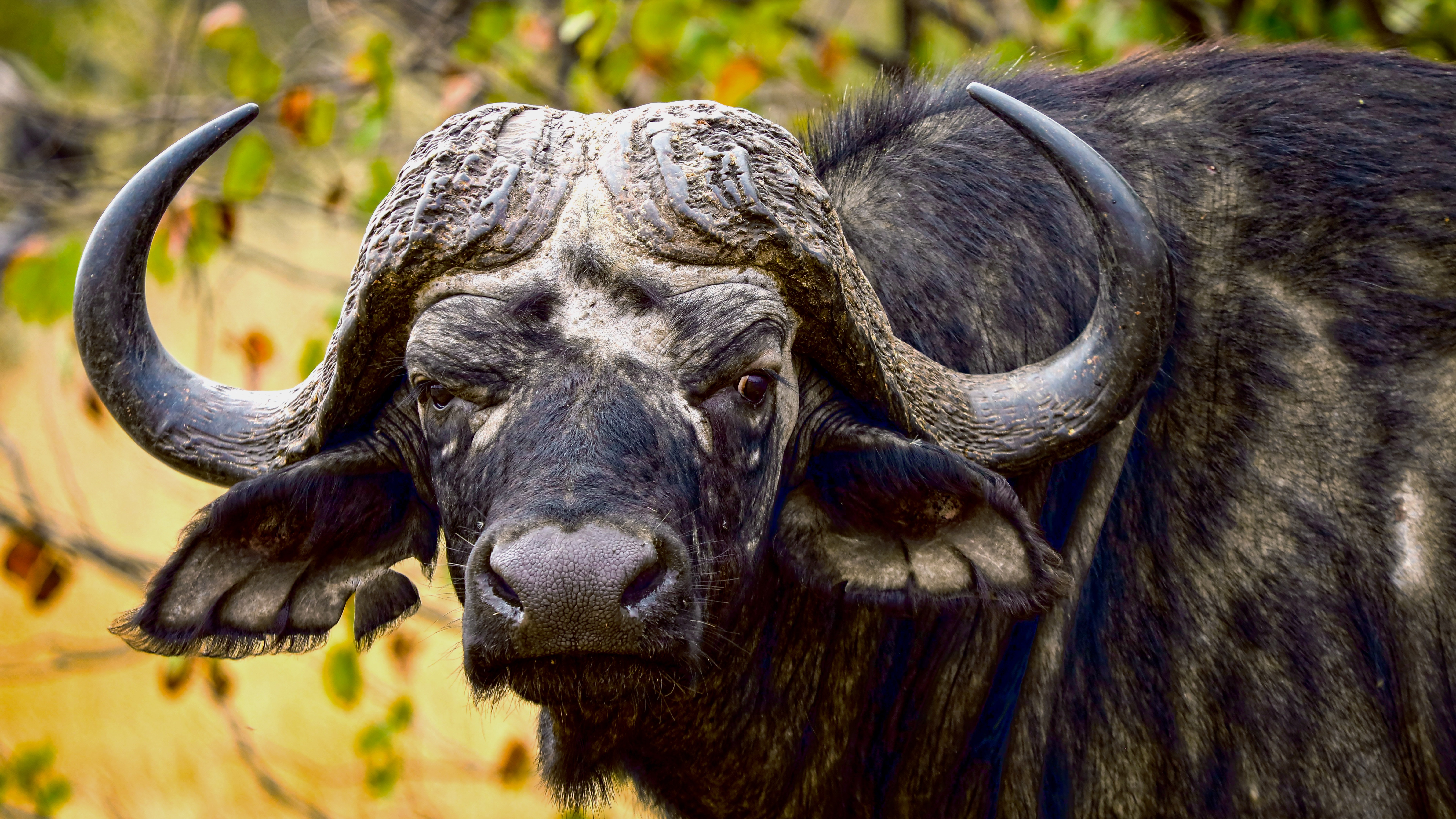 The buffalo