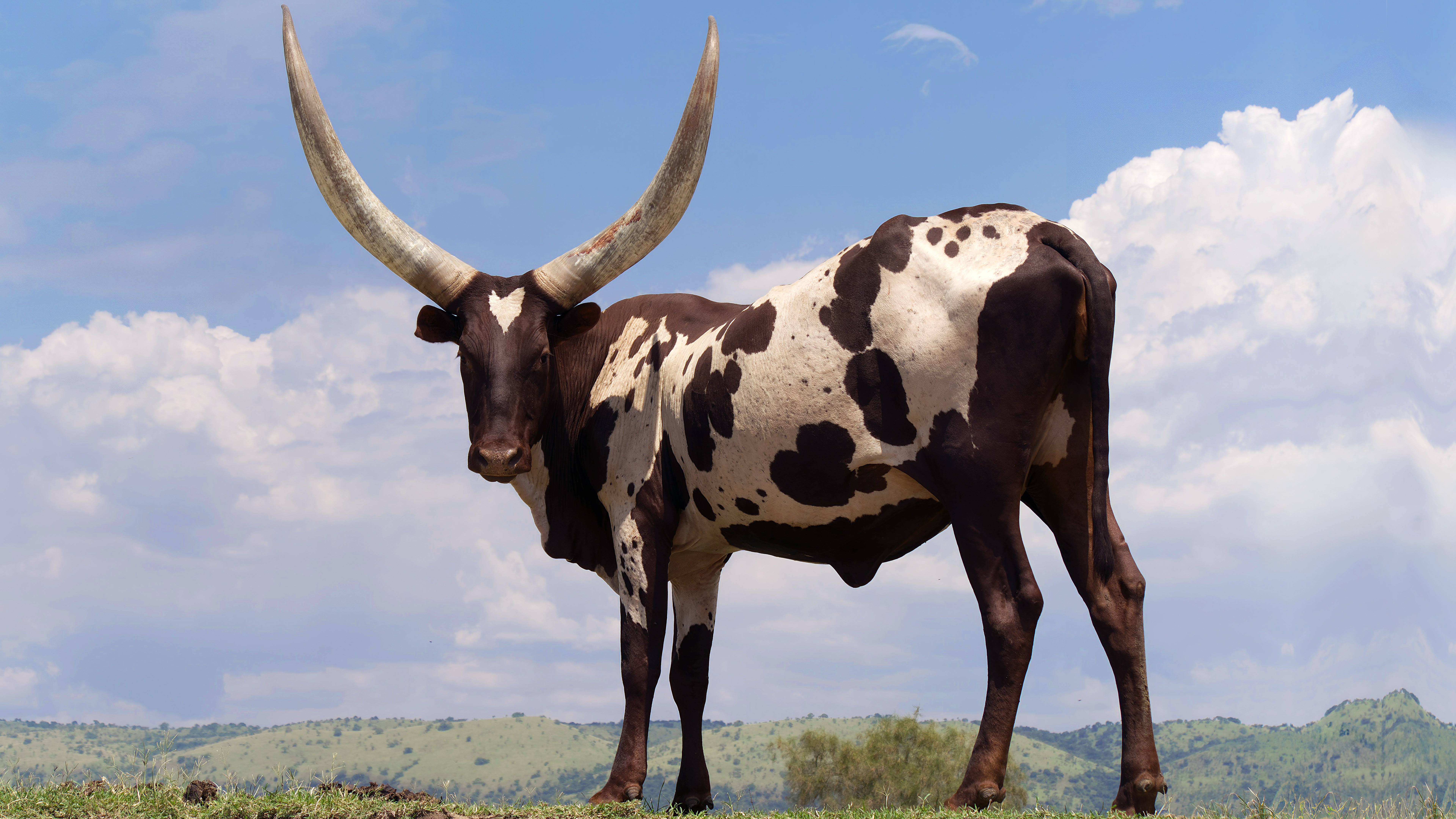 Watusi