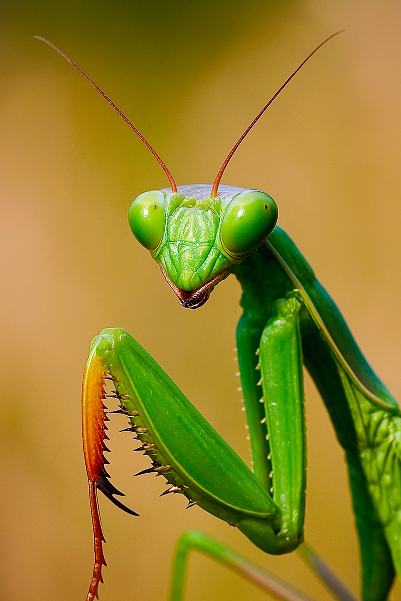 Mantisgreen