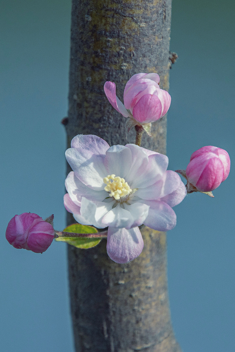 Peach blossoms