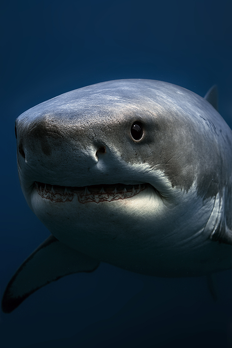 Sharkin