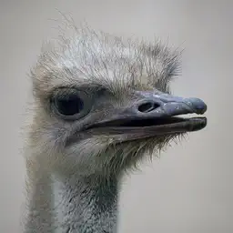 Ostrich - Avatar 256x256 photo de profil gratuite pour Discord réseaux sociaux gaming Amigos3D