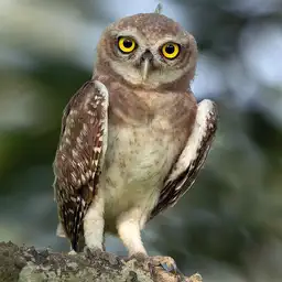 Owl3 - Avatar 256x256 photo de profil gratuite pour Discord réseaux sociaux gaming Amigos3D
