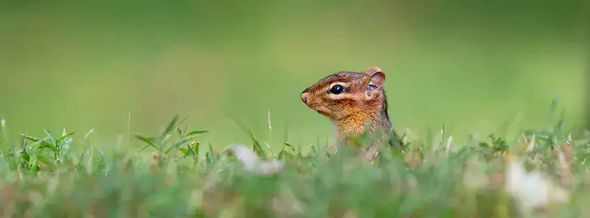 Chipmunk2 - Couverture Facebook 851x315 HD pour Timeline