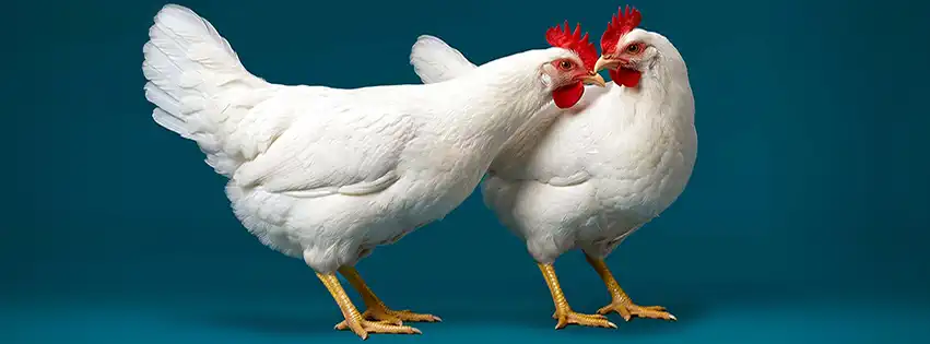 Deux poules