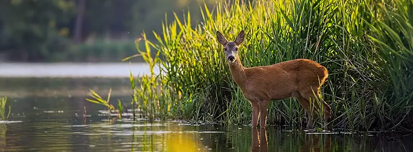 drinking small deer