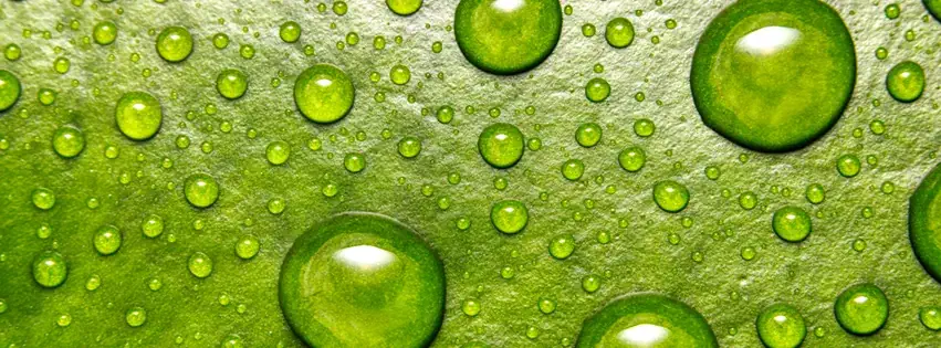 Fb-greengts