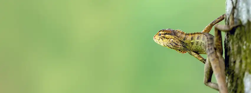 Ready to pounce