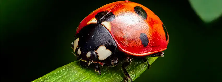 The coccinelle