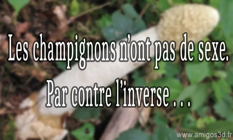 champigons