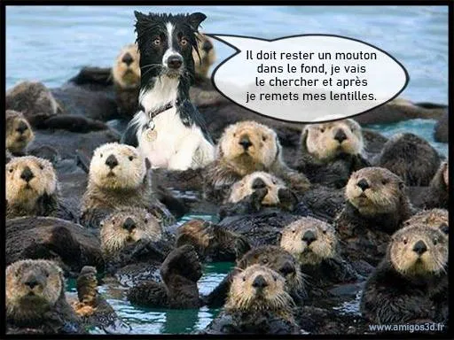 moutons