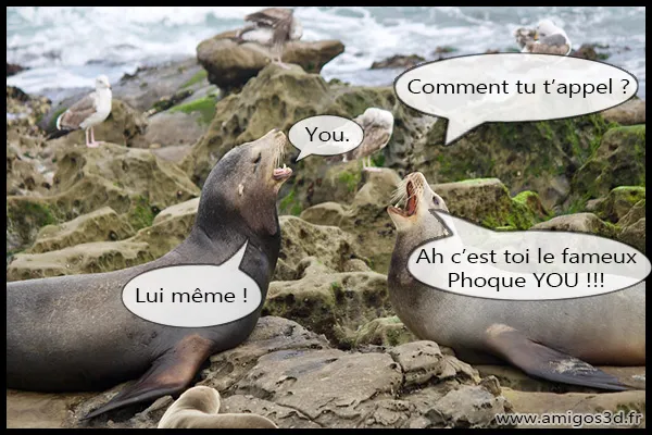 phoques