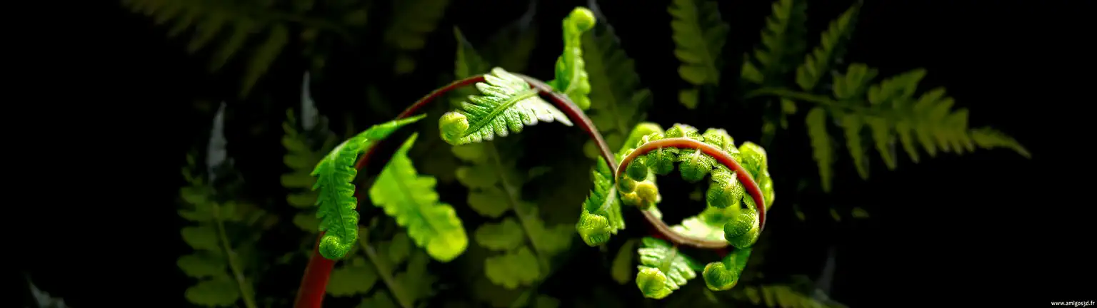 Blackgrowingplant