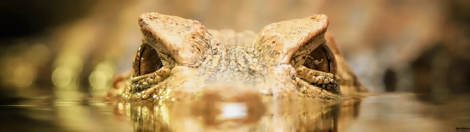 Caiman