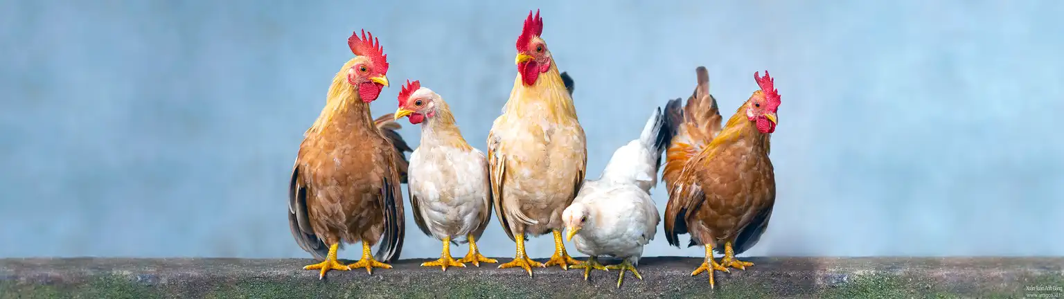 Chicken