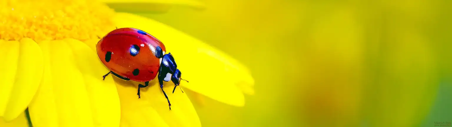 Coccinelle