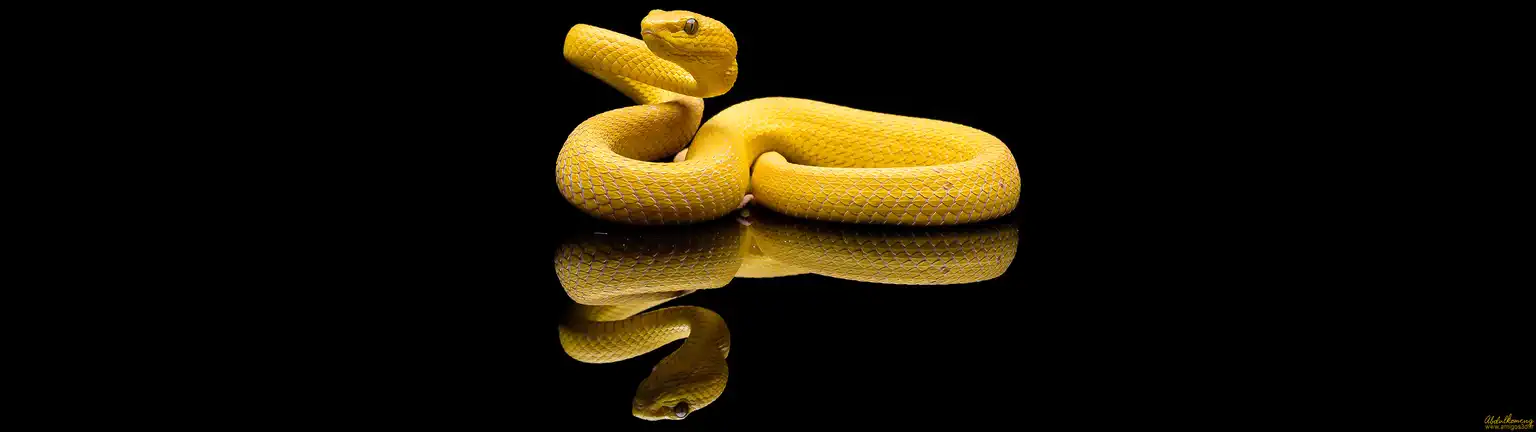 Couleuvrejaune
