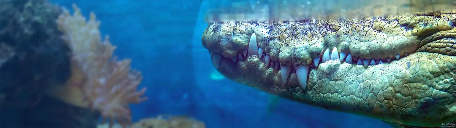Crocodile