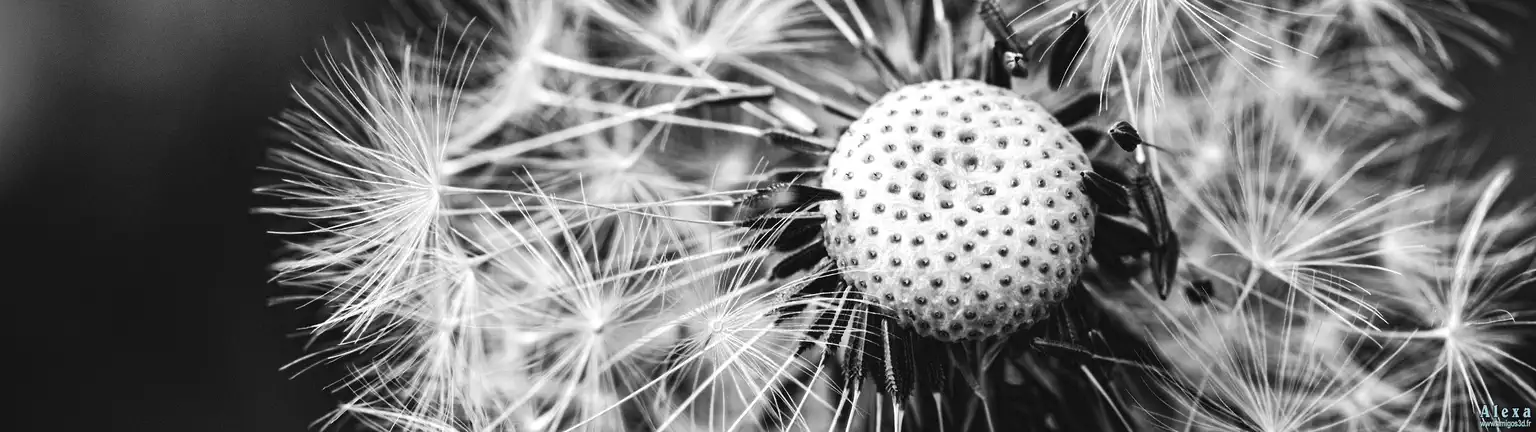 Dandelionflower