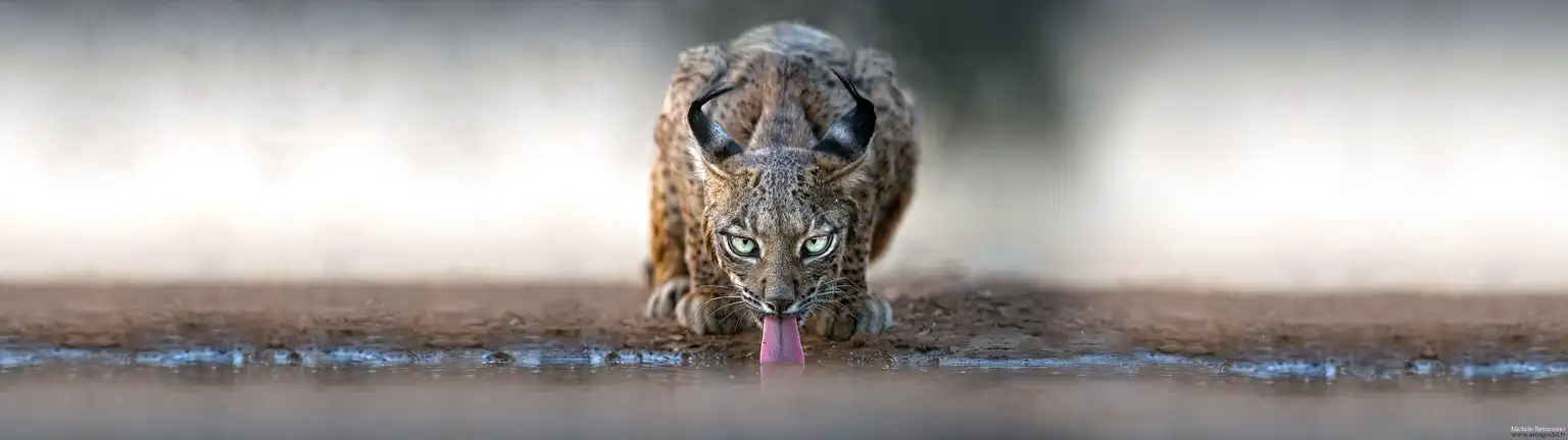 Felin