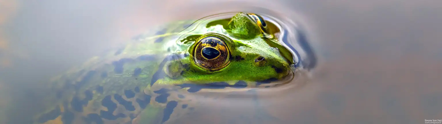 Froggreen