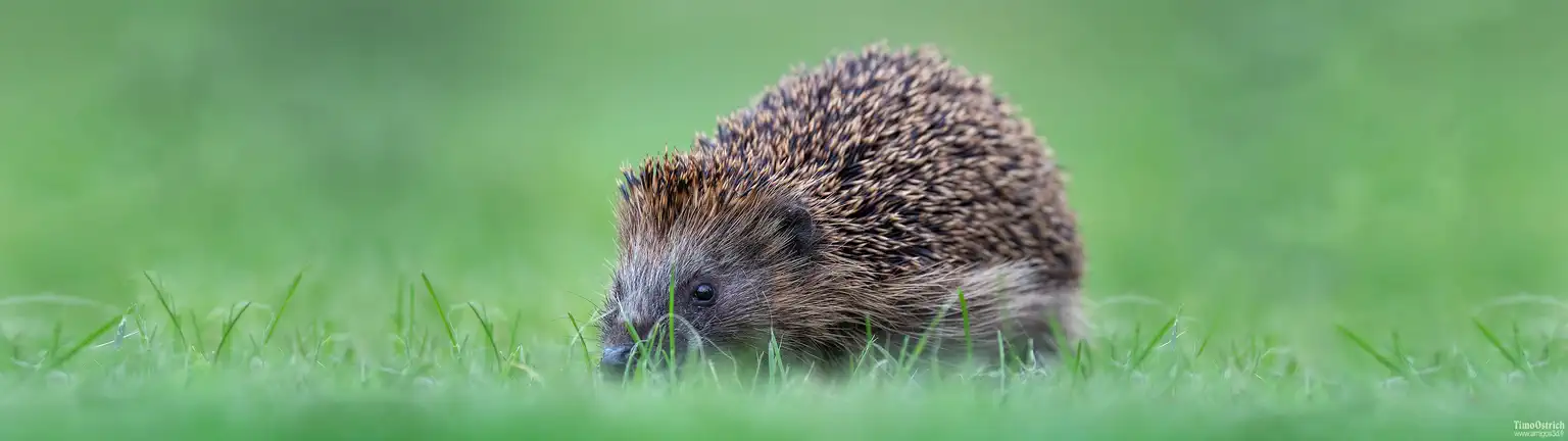 Hedgehog
