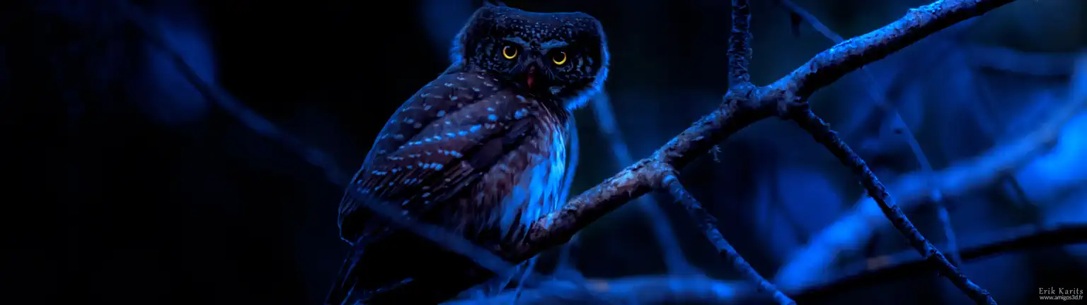 Hibou