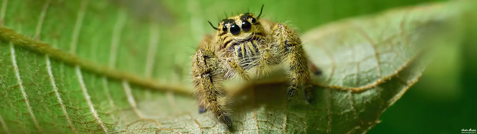 Jumpingspider